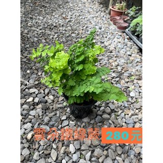 霏霏園藝雲朵帖線蕨 新品種盆栽 株型優美易於照護 特價280元 為居家空間增添綠意, 1個