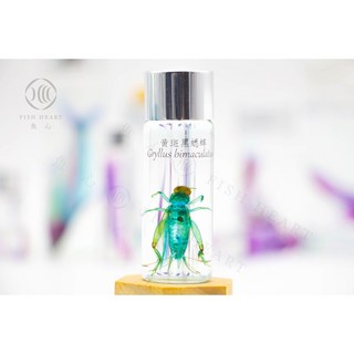 魚心標本藝術 - 黃斑黑蟋蟀 Gryllus bimaculatus 精緻昆蟲標本 生物科普教材 辦公室桌面擺件, 1個