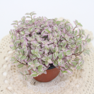 [골든플랜트] 핑크미니 달개비 핑크레이디 소품 실내 음지 공기정화 반려식물, 1개, 핑크