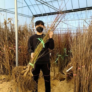 복숭아나무 묘목 신비 천도 복숭아나무 상묘, 신비 복숭아 상묘 2주묶음세트