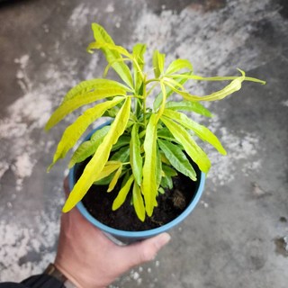 P老闆園藝 印尼防蚊草 5吋盆, 1個