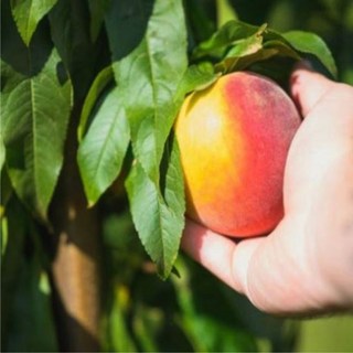 신비 복숭아나무 묘목 신비천도복숭아묘목 2년생 접목1년 중묘, 신비복숭아 접목1년 특묘 (2년생)