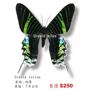 Urania leilus 蝴蝶標本 秘魯產 展翅7-8公分 已展翅成品, 1個