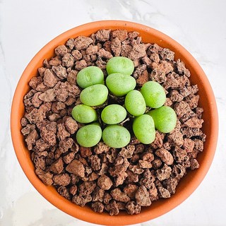 페어소니 농장직송 산아래 다육이 생명력최고 키우기쉬운 공기정화 전자파차단 하월시아 다육 식물 선인장, 1개, 럭셔리