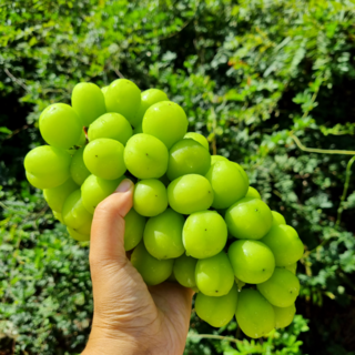 [당일수확] 샤인머스캣 프리미엄 달콤한 청포도 씨없는포도, 1개, 2kg 정품