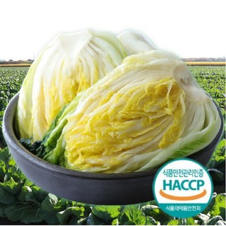 HACCP인증 해남 아삭아삭 절임배추 김장준비예약 도착일 입력 절인배추, 10kg, 1박스, 받고 싶은신날 입력