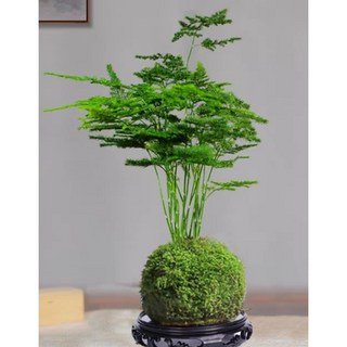 霏霏園藝 文竹盆栽 - 室內綠化 迷你辦公室綠植 桌面盆景擺件, 1個, 植物（不包含底盤）200元