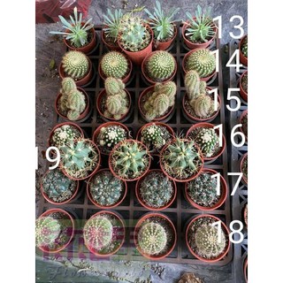 多肉植物盆栽：笹蟹丸、黃小町、鮮麗丸、金虎石化、緋花玉、黃賞丸、王冠龍，每盆50元, 1個, 品種,18 黃賞丸