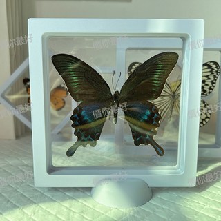 真蝴蝶標本已展翅崑蟲敎學透明薄膜懸浮展示架擺件拍照裝飾禮品