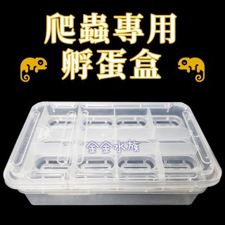 金金水族 孵蛋盒蛋托蛋盒方型孵蛋爬蟲孵蛋守宮蜥蜴蛇烏龜小型爬蟲動物, 1個, 方形蛋拖+溫度計