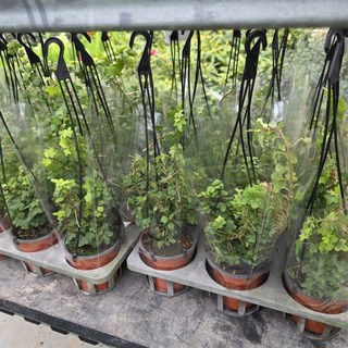 오리발아이비 행잉 공중식물 신상품 반려식물 에이피플랜츠, 1개, 기본