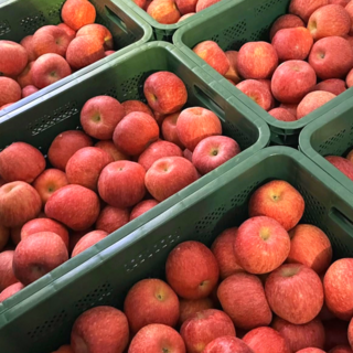 [긴급특가] 달콤농장 시장납품 초고당도 A급 가정용 부사사과, 1박스, 5kg