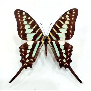 蟲新發現 蝴蝶標本A1 青鳳蝶 未展翅乾貨 昆蟲標本 居家裝飾, 1個