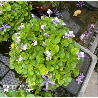 花花世界 腎葉堇菜 5-6吋盆 特殊葉型挺水性水生植物, 1個