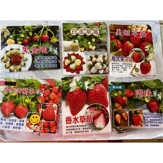 霏霏園藝 草莓苗 白紅各品種綜合 3吋盆栽 特價促銷