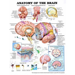 뇌 해부학 상세한 포스터 프린트 벽 차트 인체 아트워크 캔버스 아트 그림 홈 데코, 1개, 4. 30X40 CM