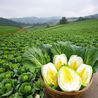 괴산 절임배추 유기농 영양좋은 고랭지 김장 절인배추, ++필수추가사항에 희망도착일 입력해주세요++, 1개, 10kg