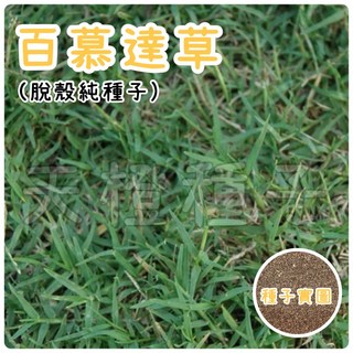 百慕達草種子 (脫殼純種) - 高發芽率，適用於庭院草坪、運動場, 1個