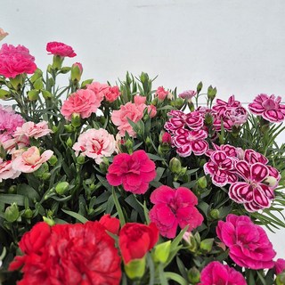 카네이션 1+1 (빨강+분홍) 받침포함 어버이날 스승의날 감사, 1+1 (레드+레드), 1세트