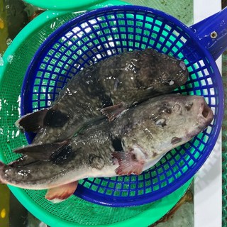 동해안 생물 손질 밀복 복어 복국 복지리 2kg, 1개, 손질전 2kg / 손질후 1.2-1.5kg / 2-4미