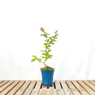 목 백일홍 배롱 나무 미니 도자기 아담한 화분 여름 꽃 묘목 키우기, 1개