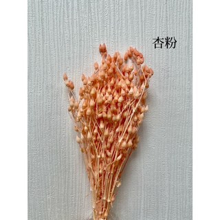 蠅子草 野蚊子草 乾燥花材 DIY花藝設計 居家裝飾, 杏粉