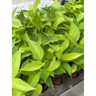 구칠즈 형광스킨 소형 스킨답서스 플랜테리어 공기정화식물, 1개