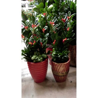 金錢樹盆栽組合：開幕、榮升、喬遷、會員大會、競選適用 (高約80-100公分), 1個