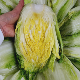 강원도 인제 고랭지 절임배추 20kg 김장배추, 1박스