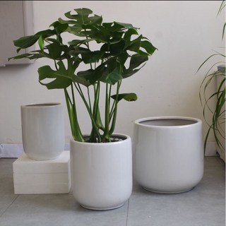 霏霏園藝龜背芋陶盆栽 招財進寶 多色可選 客製化盆栽 綠植盆栽, 水泥盆龜背芋1400元, 1個