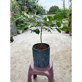 霏霏園藝 搖錢樹 班葉 含盆