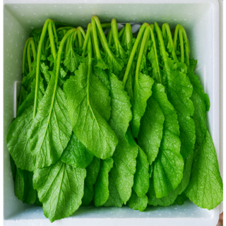 [당일새벽수확] 톡톡쏘는알싸함 여수 돌산갓 생갓, 1개, 3kg