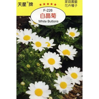天星牌 白晶菊 White Buttons 種子-野菜部屋 Y16-穗耕種苗, 1包