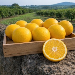 [산지직송] 당도선별 고당도 제주 황금향 가정용 선물세트, 1개, 가정용 1.8키로 7-15과