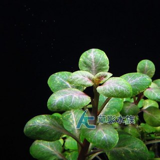 【AC草影】羅貝力水草（水上葉）【兩株】水族造景真水草，魚缸水草，耐熱水生植物，免CO2, 1個