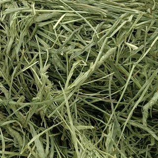 提摩西草 嫩/香/綠/軟 牧草, 1個