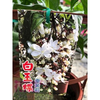 花花世界 蔓性灌木 白玉蝶 垂茉莉 懸垂穗狀白色花 6吋盆 高20-30公分, 1個