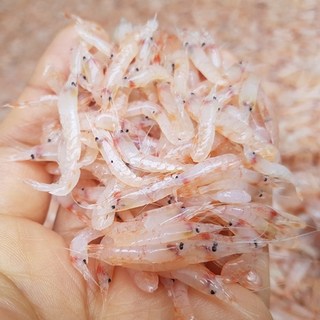 싱싱해몰 100% 국내산 김장 생새우 동백하 냉동 김장용 새우, 1개, 냉동1kg