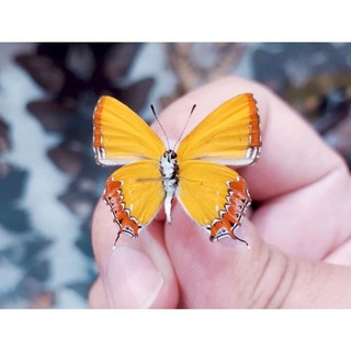 蝴蝶標本A1 斜紋彩灰蝶 未展翅乾貨，昆蟲標本收藏，自然科學教育素材