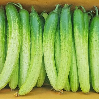 오이 백오이 백다다기오이 특 10kg, 1개