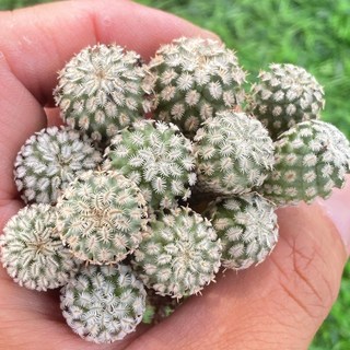 精巧殿仙人掌盆栽，Turbinicarpus屬多肉植物，迷你盆景，辦公室桌面療癒小物，淨化空氣，新手推薦, 綠色