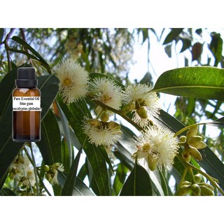 藍膠尤加利 純精油 blue gum pure essential oil, 1個, 250ml