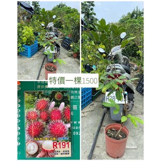 R191紅毛丹靠接苗 高度80-100公分 黑貓宅配貨到付款