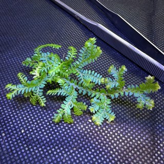 셀라지넬라 운시나타 1촉 테라리움식물 정글플랜츠 비바리움 희귀식물, 1개