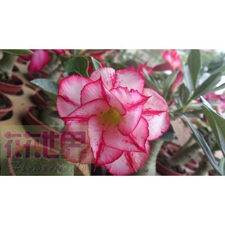花花世界 多肉植物沙漠玫瑰 (可挑相似花色) 3吋盆 高10-20cm, 1個
