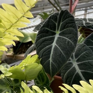 黑絲絨觀音蓮/網美/室內植物(三寸穩根), 1個