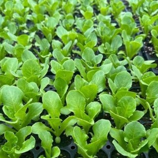 그린가든 PK 텃밭 채소모종 텃밭가꾸기 모음, 적상추 모종 5개