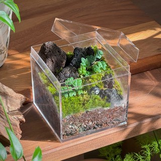 만록 테라리움 DIY 키트 제주애기모람 비단 이끼 비바리움 만들기 키우기 세트, 만록 테라리움 키트