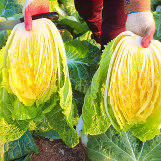 충북 괴산 절임배추 절인배추 국내산 천일염, 12월06일(토) 출발, 1박스, 20kg