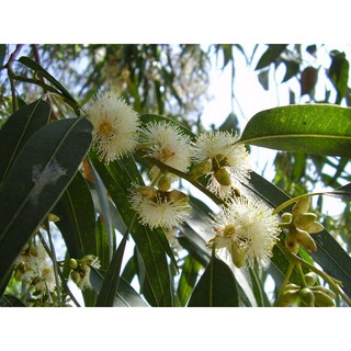 藍膠尤加利 純精油, 1個, 100ml